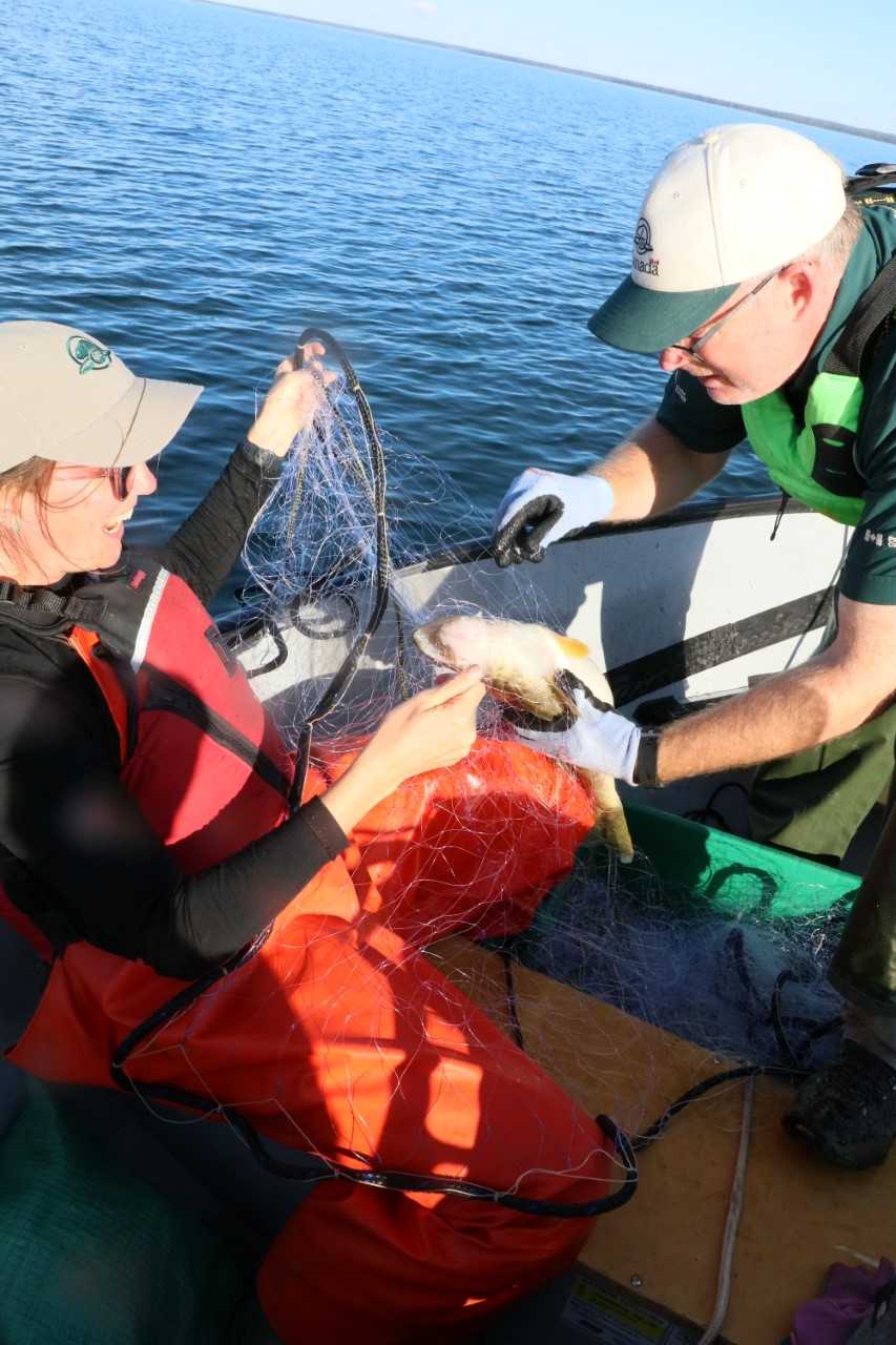 Public Meeting Regarding Low Lake Trout Population in the Prince Albert