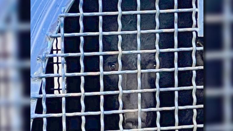 Black bear destroyed rather than relocated after killing two goats at rural Qualicum farm