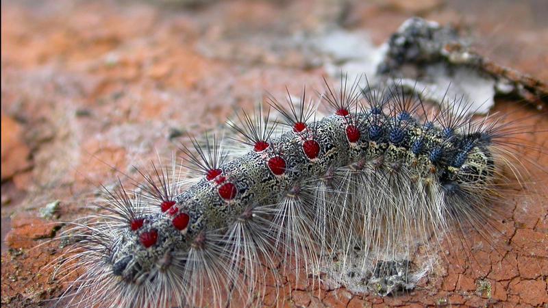 Mid Island moth spraying concludes, early morning flyovers leads to complaints