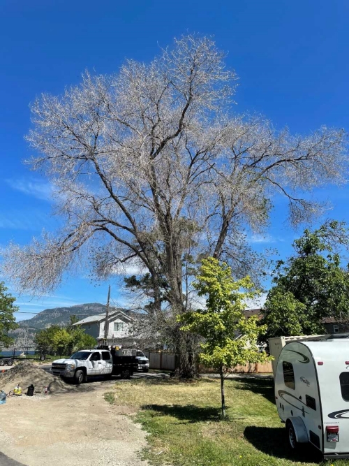 Trees poisoned in Kelowna, city wonders why Kelowna's 1031 Beach Radio