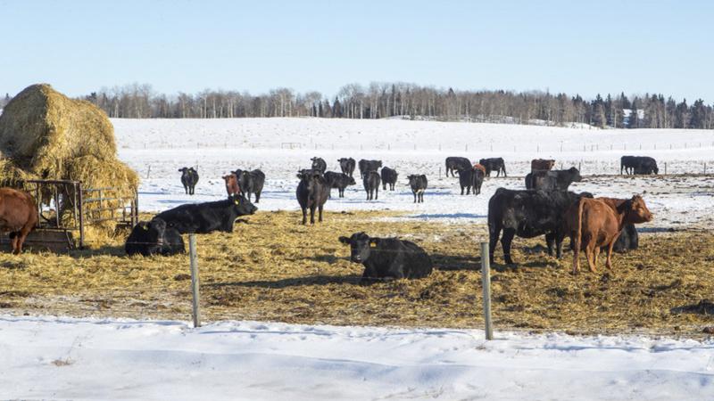 Researchers discover new antimicrobial resistance gene in livestock disease treatment