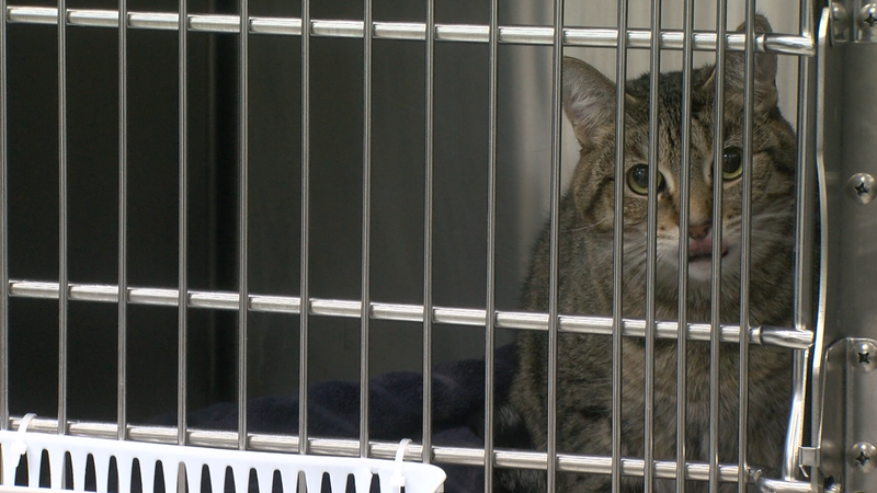 Monitor animals outside during extreme cold warning | CHAT News Today