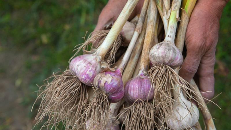 Agriculture Roundup for Friday March 10, 2023