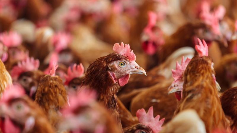 What you need to know about bird flu