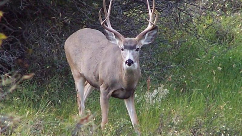 Some Sask. farmers say elk, deer populations destroying livestock feed, crops