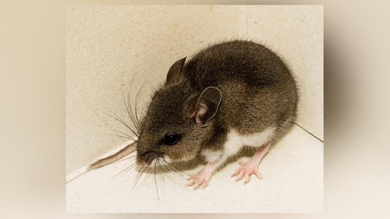 Being mindful of hantavirus during spring cleaning
