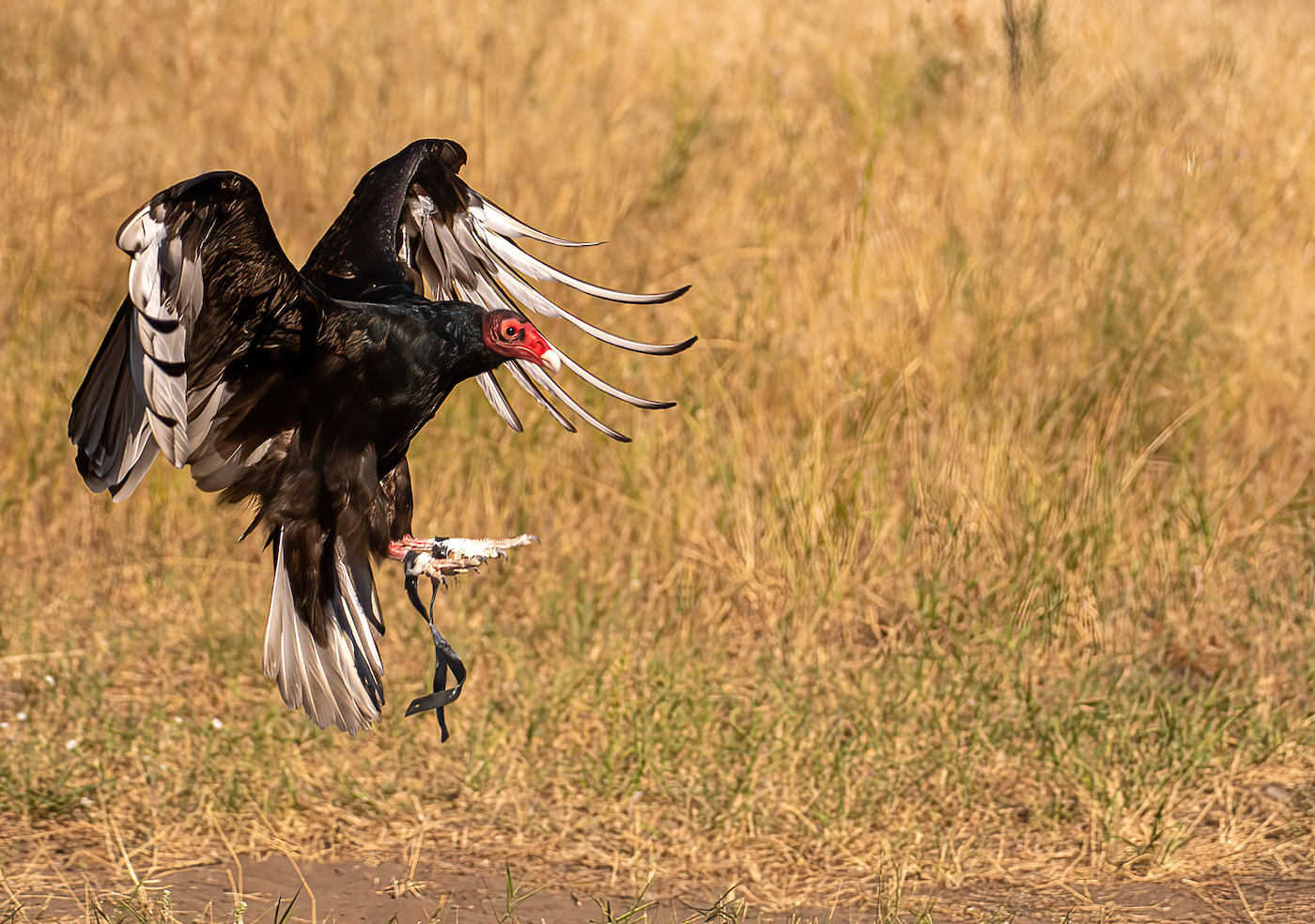 Raptors make early return to nature centre | Vernon Matters