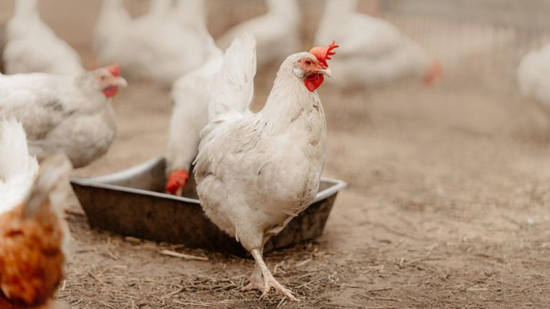 Agriculture Roundup for Tuesday, June 6, 2023