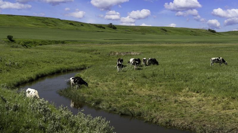 Protecting livestock from heat starts with water
