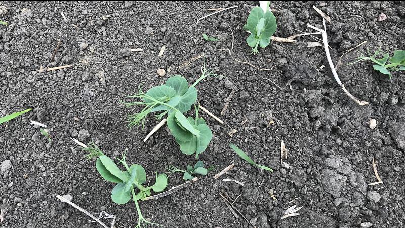 Agriculture Roundup for Wednesday June 14, 2023