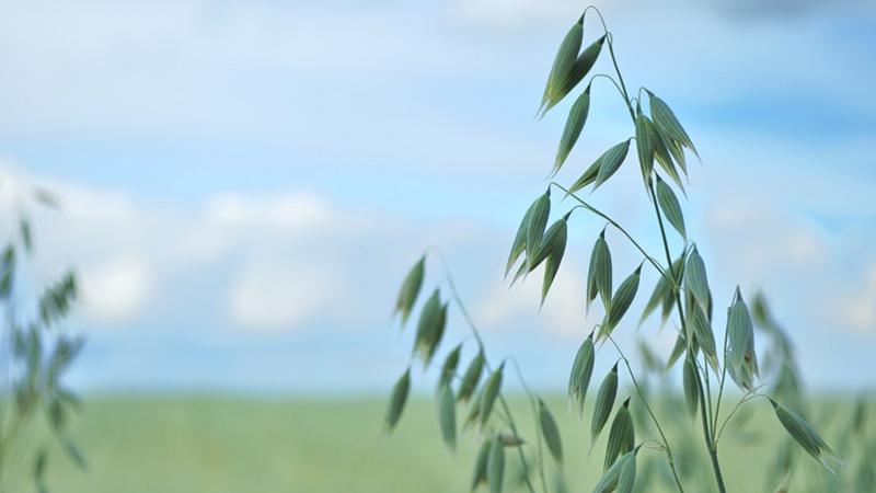 Farm group call for changes to grain contracts