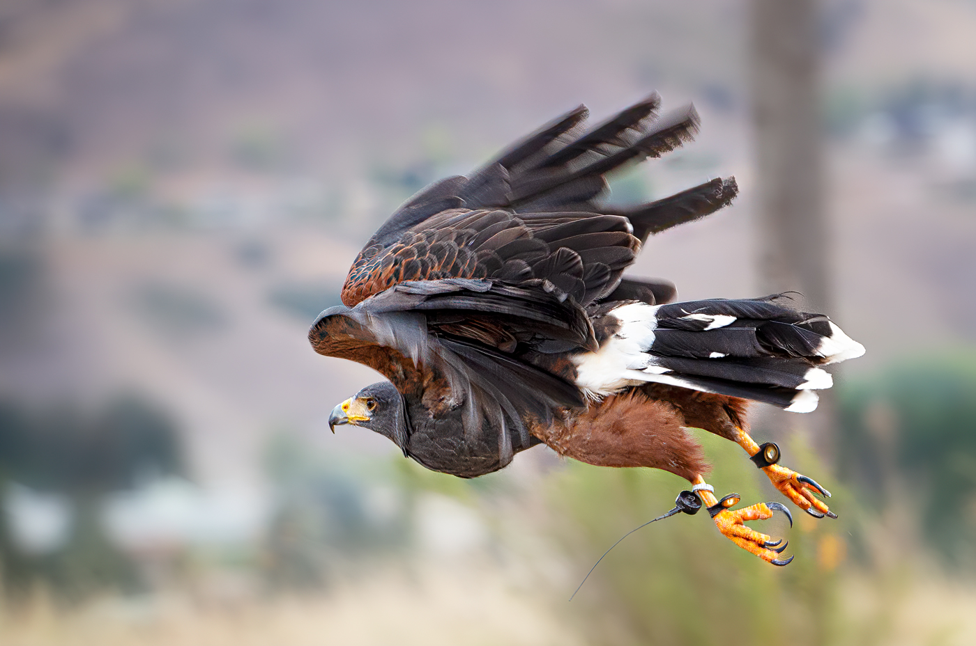Raptors to take flight at Vernon nature centre | Vernon Matters