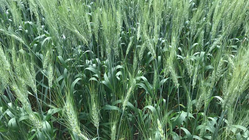 Agriculture Roundup for Thursday, July 6, 2023