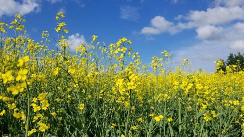 The 2023 inductees to the Canadian Agricultural Hall of Fame