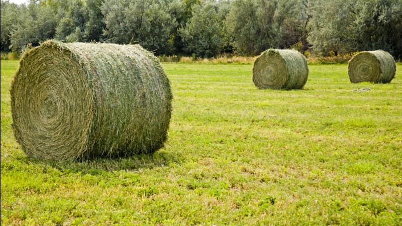 Agriculture Roundup for Thursday July 13, 2023