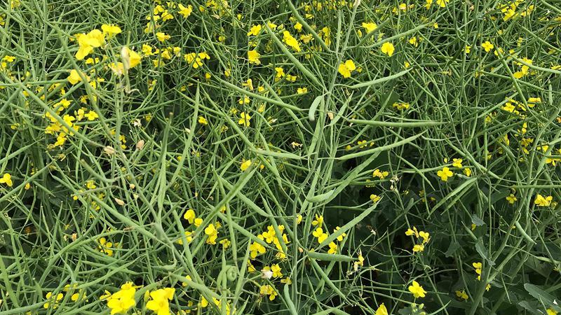 Agriculture Roundup for Thursday July 27, 2023