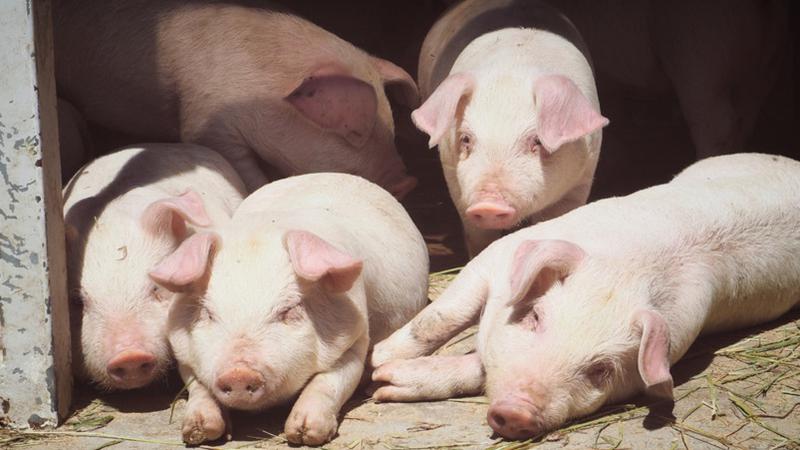 Manitoba Pork Producers want its economic contributions made a higher priority