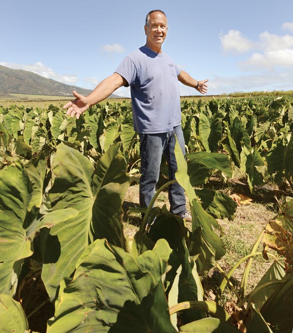 Maui News: Taro Farmer Bobby Pahia to Run for Maui County Council