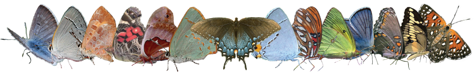 Butterflies and Moths of North America