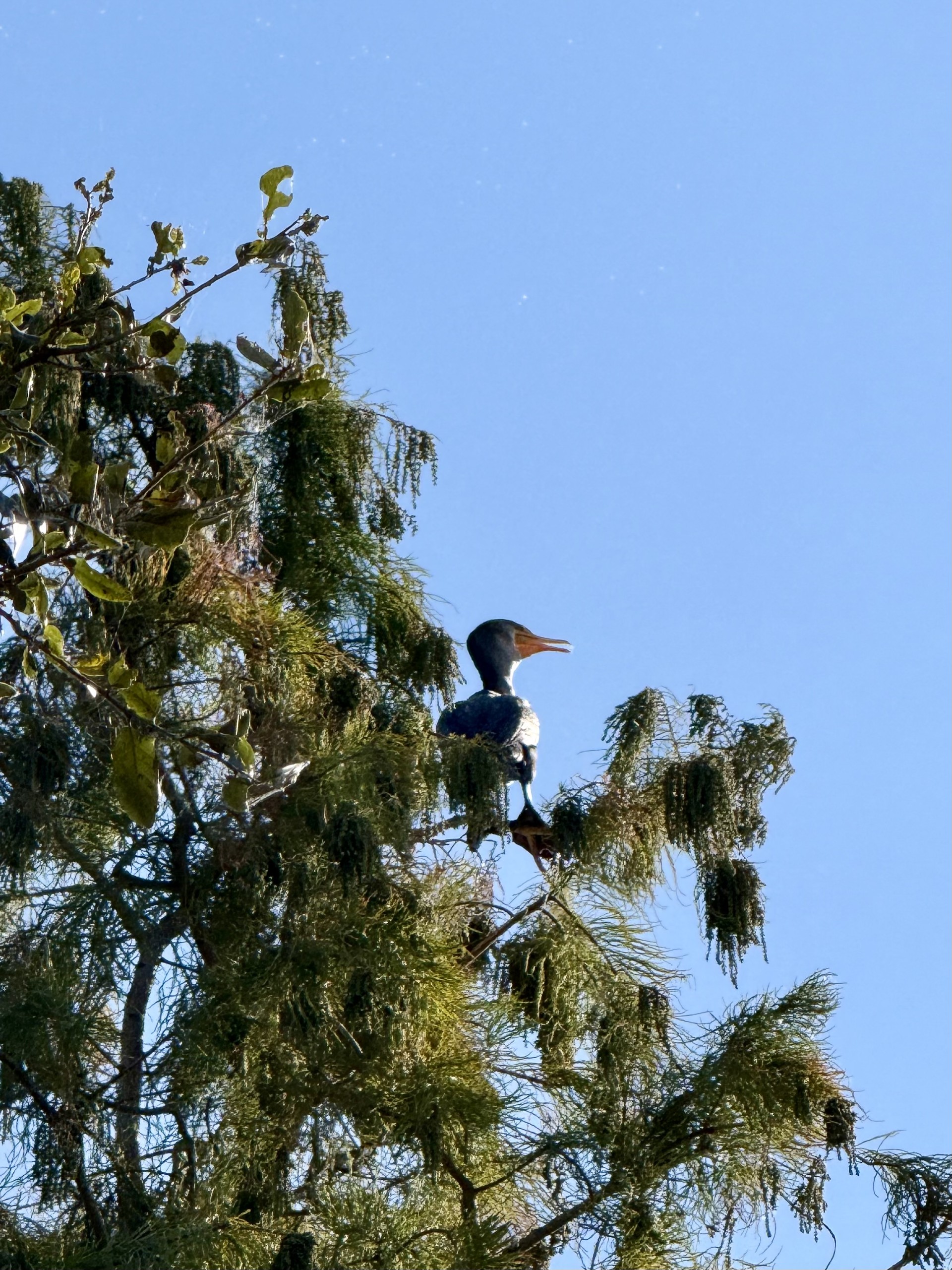 How Could Property Tax Reform Impact Conservation in Florida?