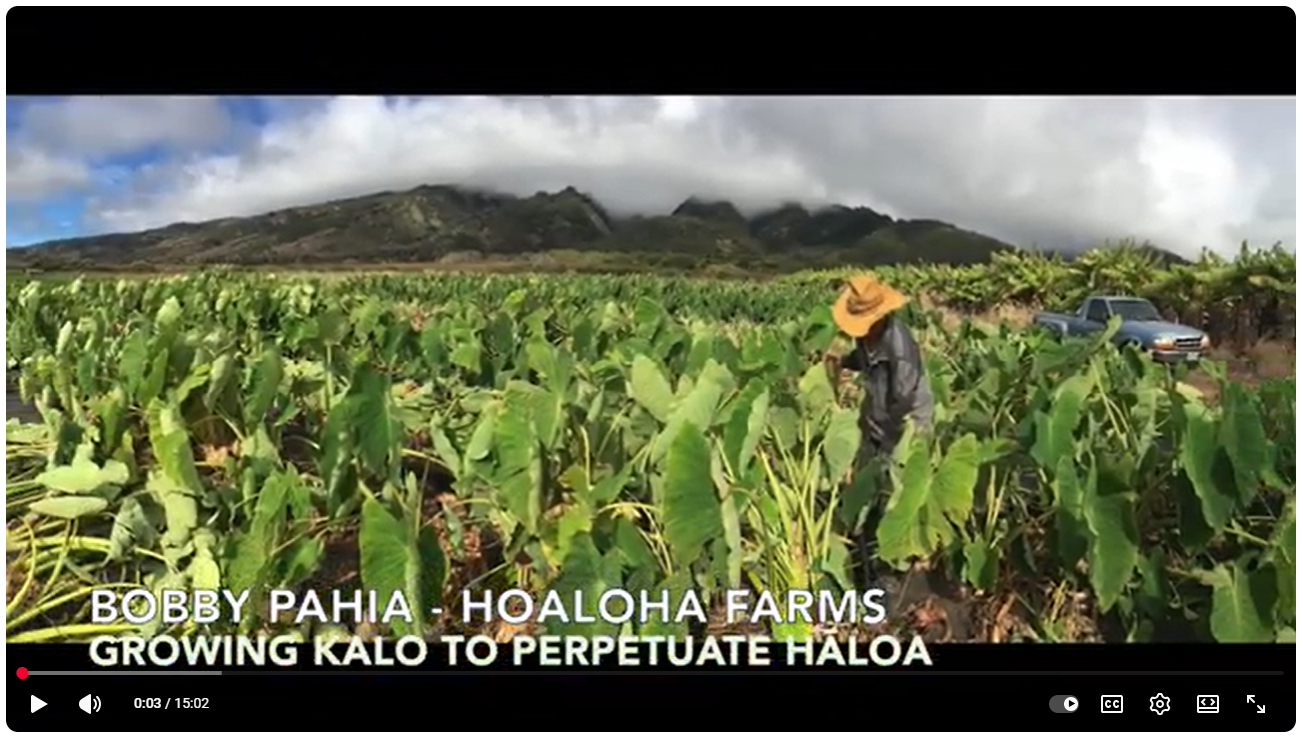 <h3 style="text-align: center"><em>Kalo</em> farmer Bobby Pahia takes you into his fields to learn about the plant that fed an ancient people.</h3>