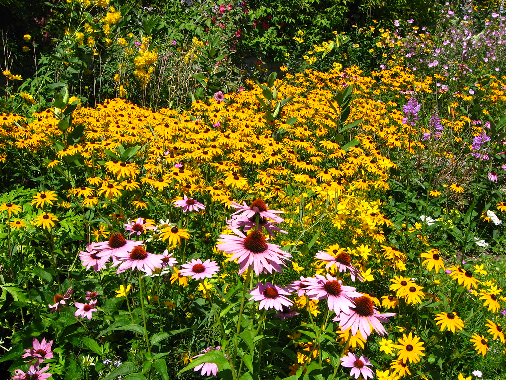 Florida Wildflowers