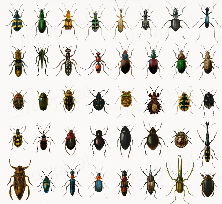 Bug Guide