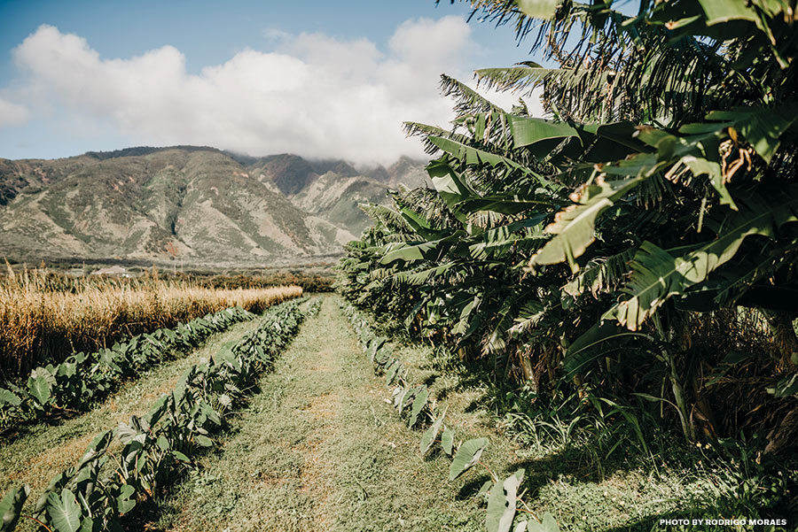 "An Appetite For Culture"