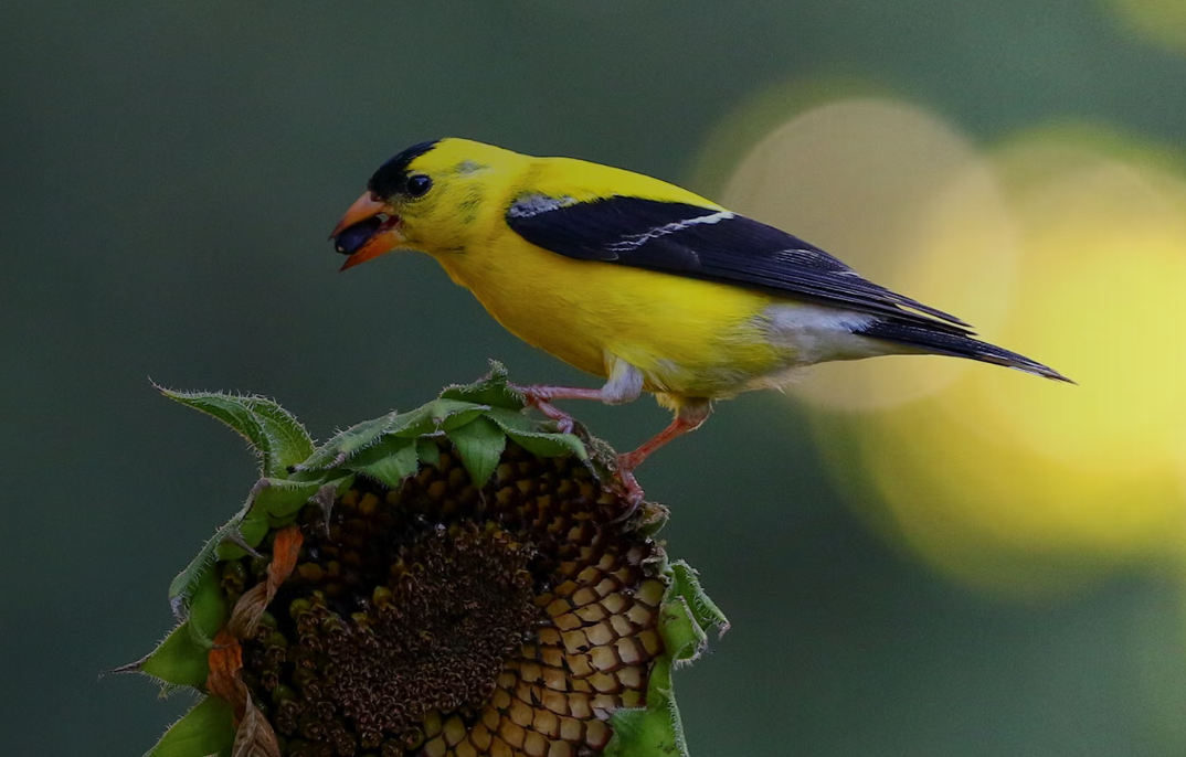 Bird-Friendly Native Plants