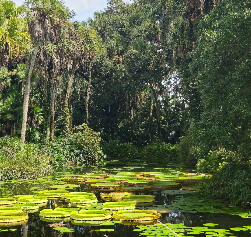 Atlas of Florida Plants