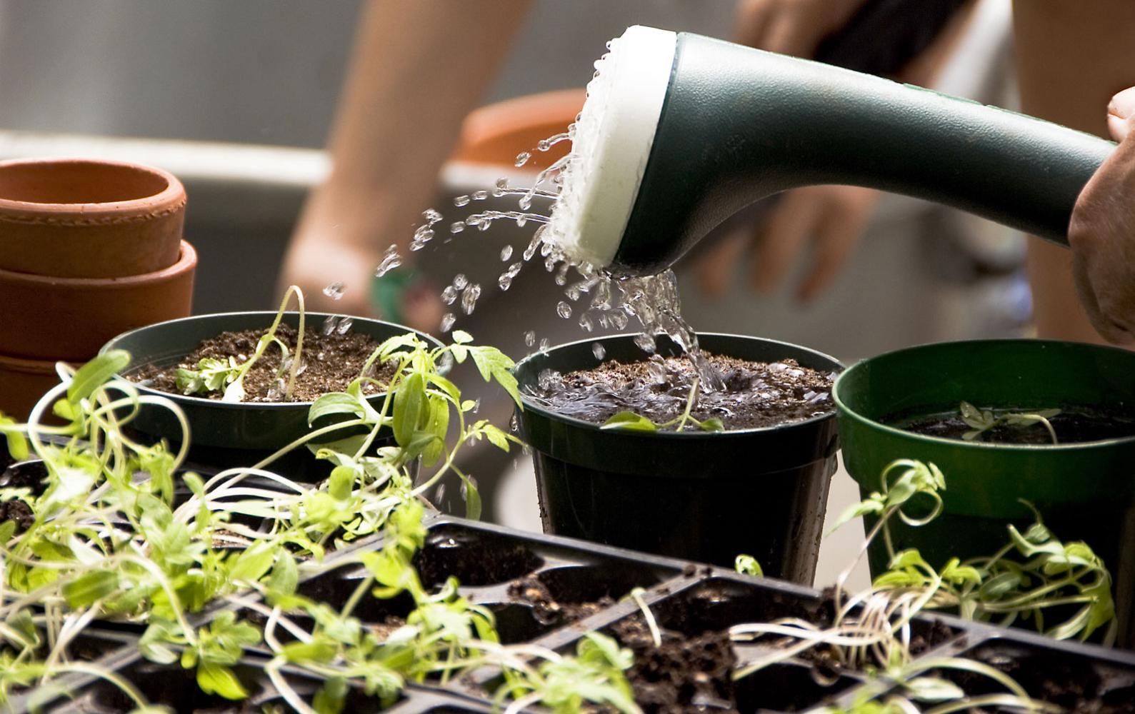 Potted plants being watered