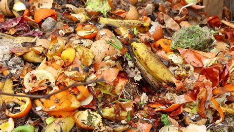 City of Somerville Food Waste Collection Pilot Program
