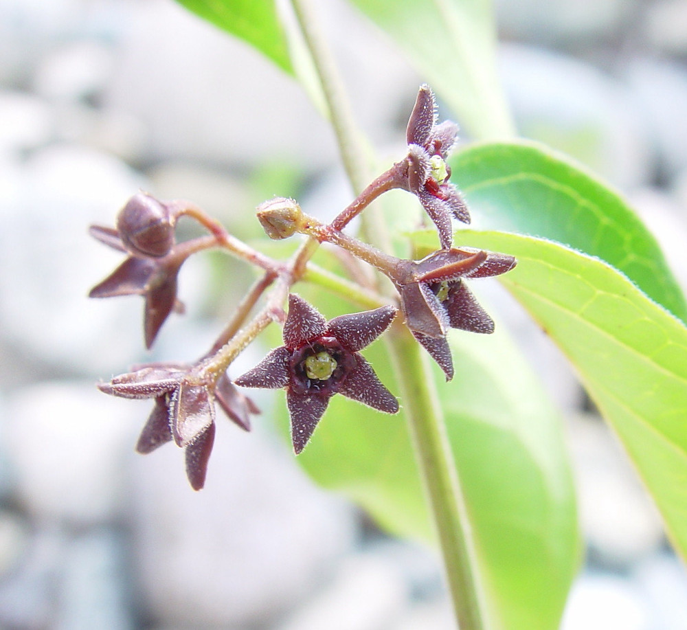 Black swallow-wort flowers.