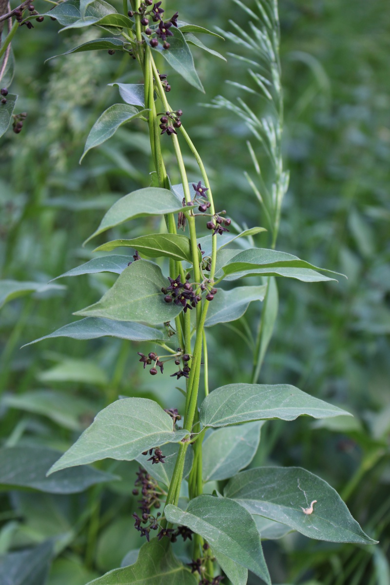 Black swallow-wort full plant. 