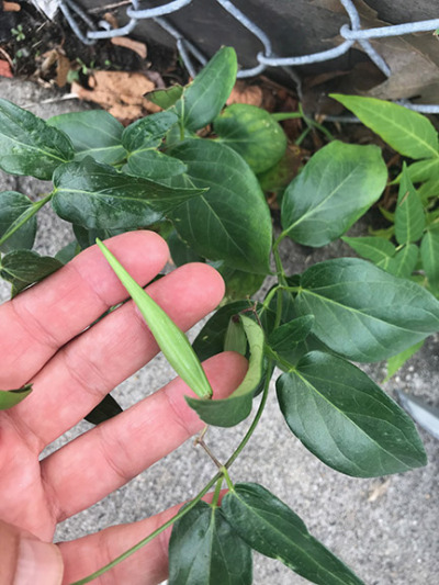 Black swallow-wort pods.