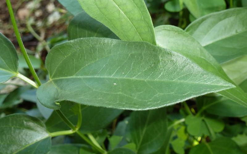 Black swallow-wort leaves.