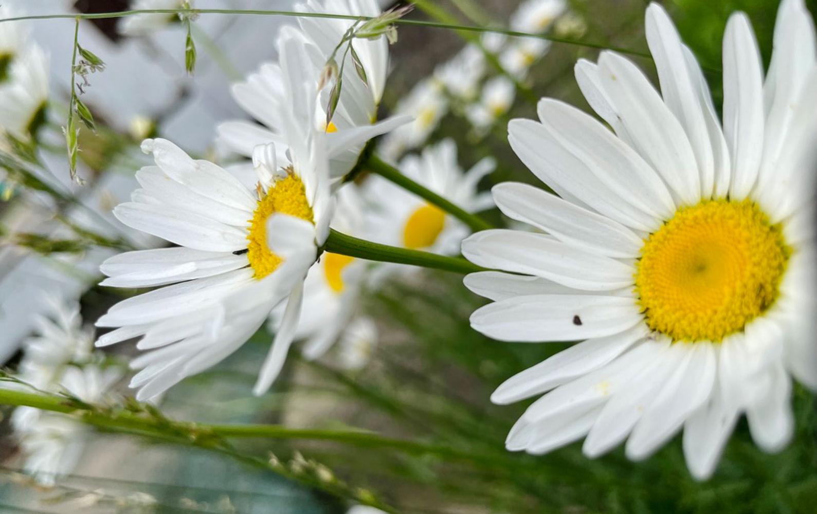 Close-up photo of white daisies