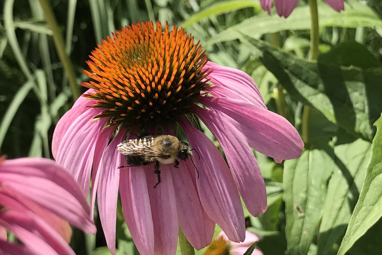 Bee pollinating flowers.