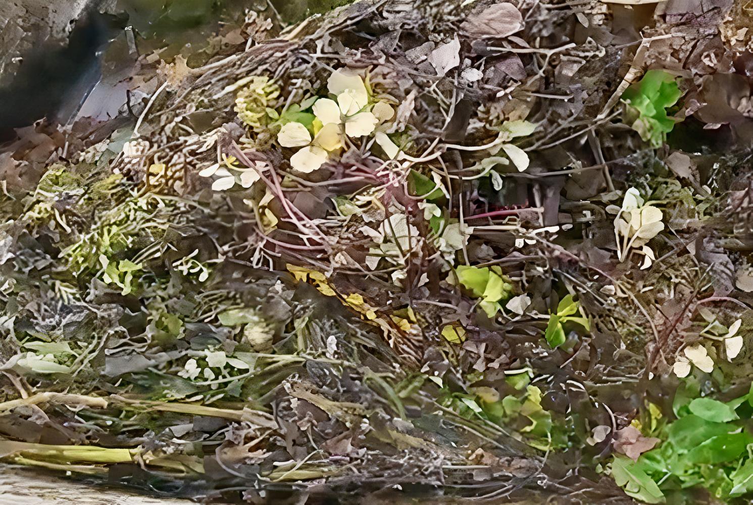 Close-up of decomposing yard waste with plants and leaves.