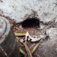Rodent burrow hole