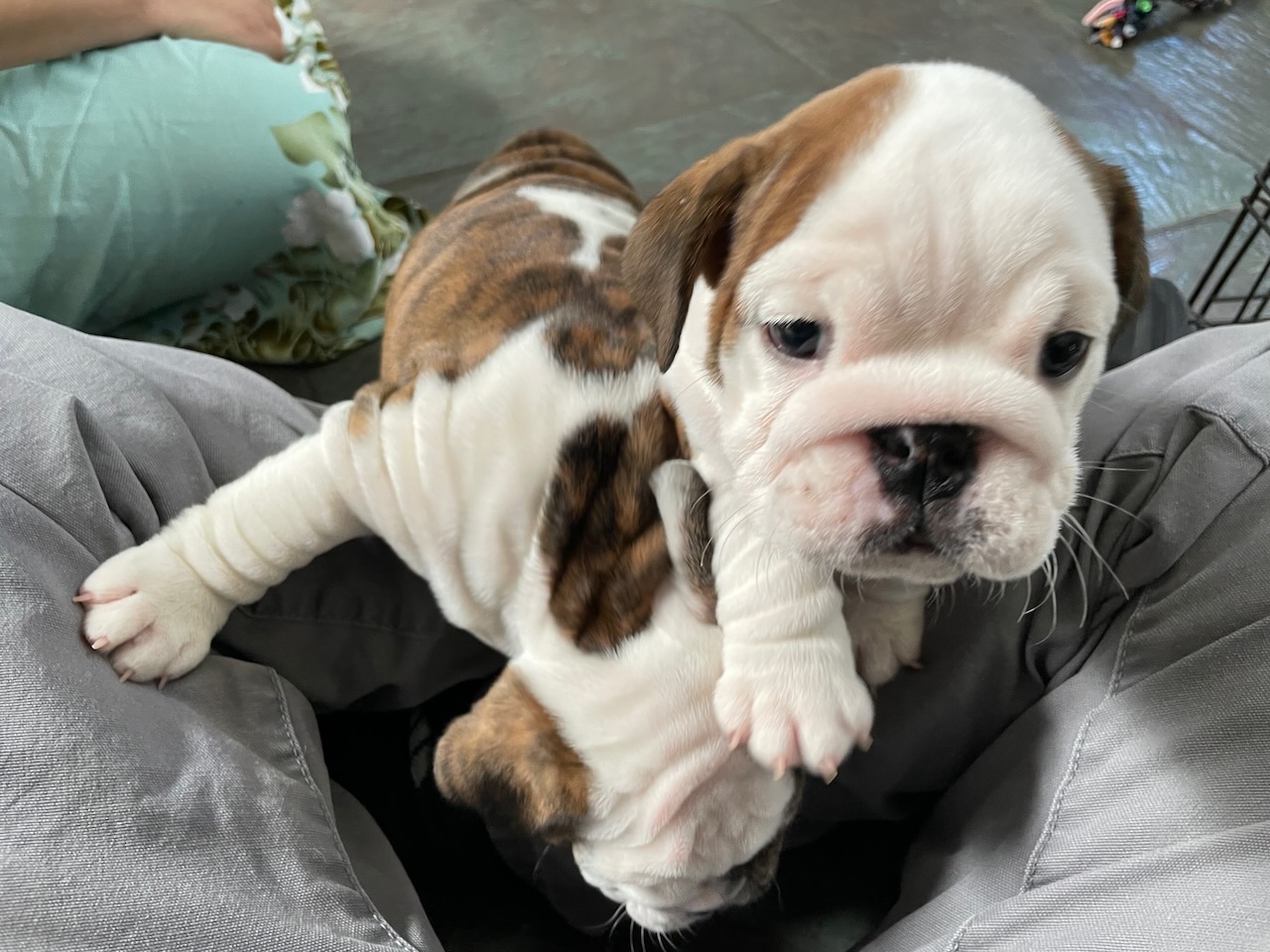 Puppy Party Somethingdotsomething