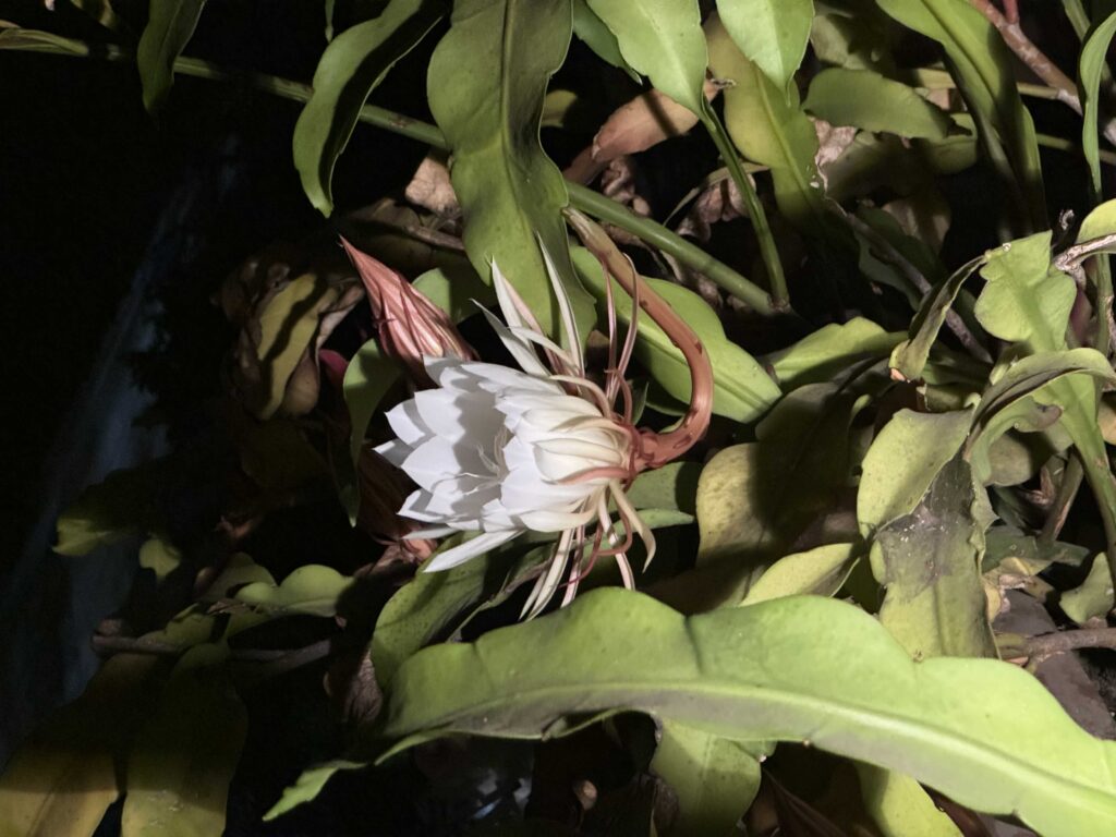 Night Bloom Start