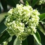 বিদ্রোহী পুরুষ