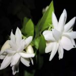 আসমা তালুকদার