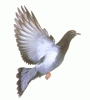 ফিল্ড মার্শাল