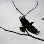 রুপালী কাবিন