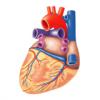 হৃৎপিন্ড