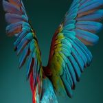 গোধুলী রঙ