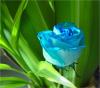 সত্যভাষী