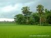 মনের বাড়ি